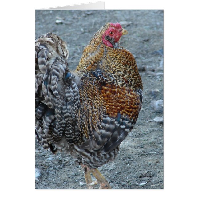 Creole Rooster (Vorne)