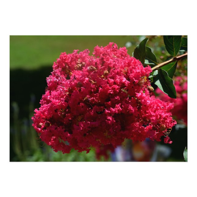 Crepe Myrtle-Blume Fotodruck (Vorne)