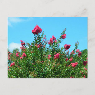 Crepe Myrtle-Blume Postkarte