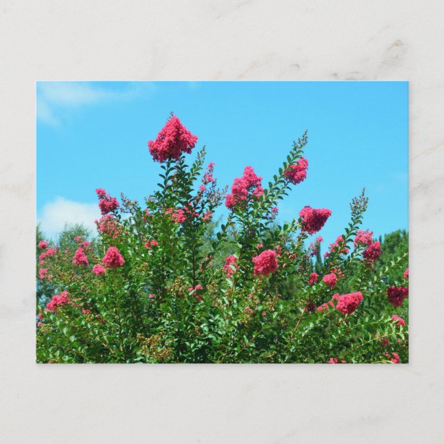 Crepe Myrtle-Blume Postkarte (Vorderseite)