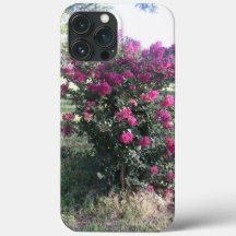 Crepe Myrtle