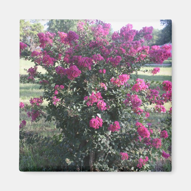 Crepe Myrtle Magnet (Vorne)