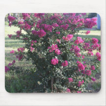 Crepe Myrtle