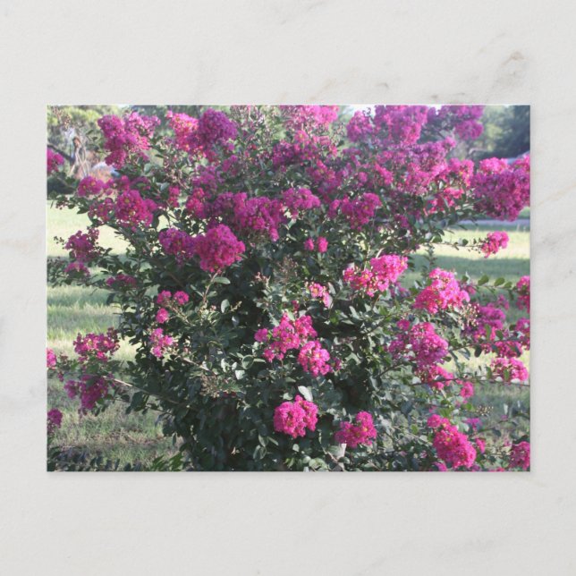 Crepe Myrtle Postkarte (Vorderseite)