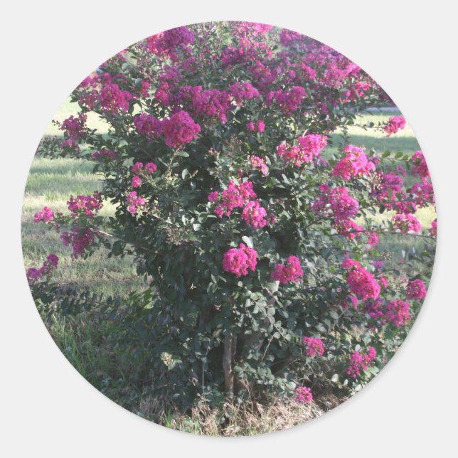 Crepe Myrtle Runder Aufkleber (Vorderseite)
