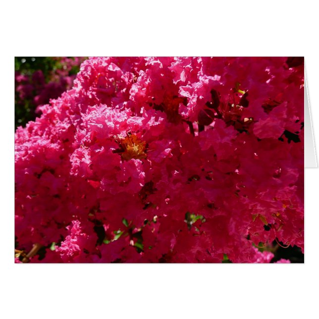 Crepe Myrtle Tree Magenta Floral (Vorderseite (Horizontal))