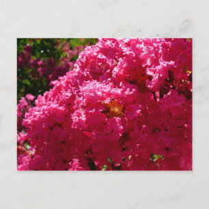 Crepe Myrtle Tree Magenta Floral Postkarte