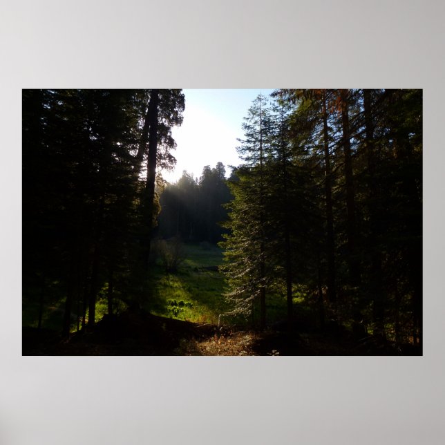 Crescent Meadow Morning on Sequoia Nationalpark Poster (Vorne)