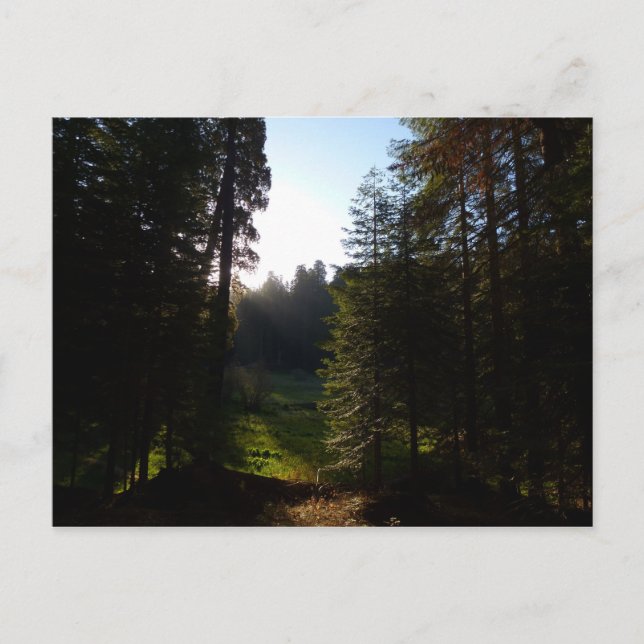 Crescent Meadow Morning on Sequoia Nationalpark Postkarte (Vorderseite)