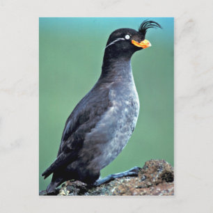 Crested Auklet, Kiska Island, Alaska Postkarte