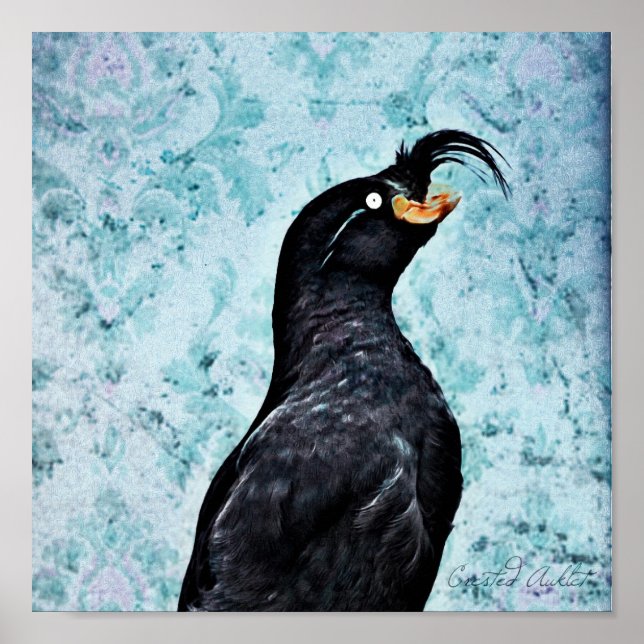 Crested Auklet Poster (Vorne)