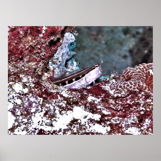 Crested Blenny Poster (Vorne)