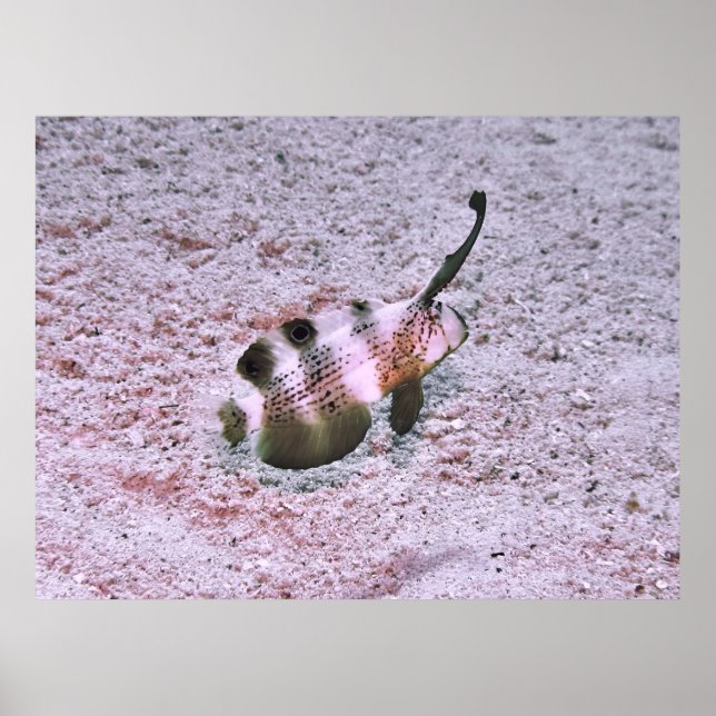 Crested Blenny Poster (Vorne)