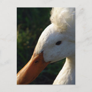 Crested Duck Postkarte