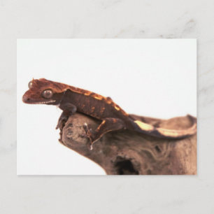 Crested Gecko Resting Postkarte