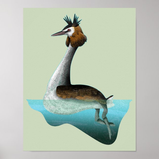 Crested Grebe Poster (Vorne)