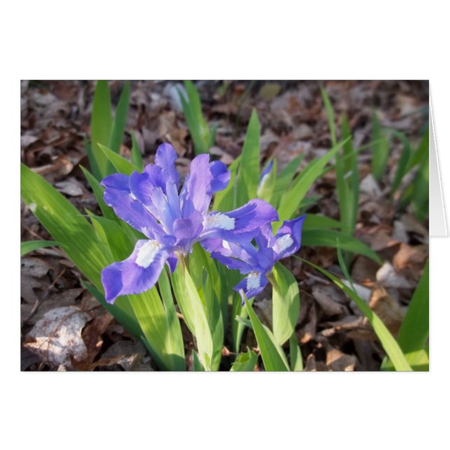 Crested Iris (Vorderseite (Horizontal))