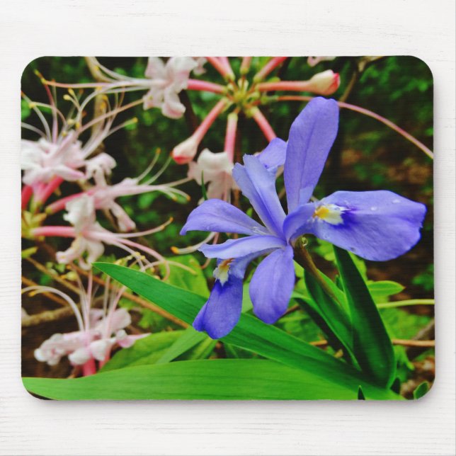 Crested Zwarf Iris Mousepad (Vorne)