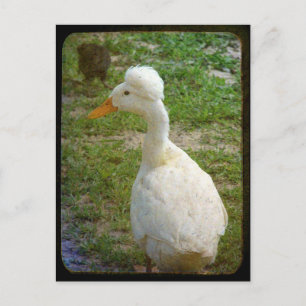 Crestie Postkarte