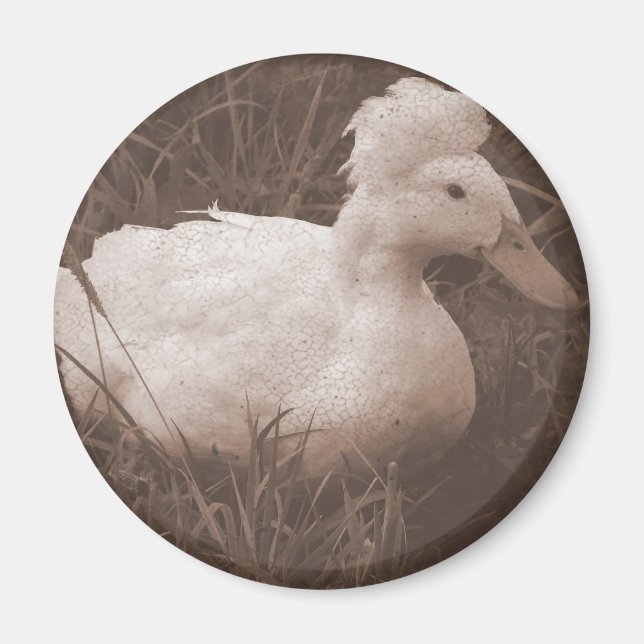 Crestie the Crested Duck Magnet (Vorne)