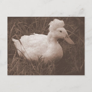 Crestie the Crested Duck Postkarte
