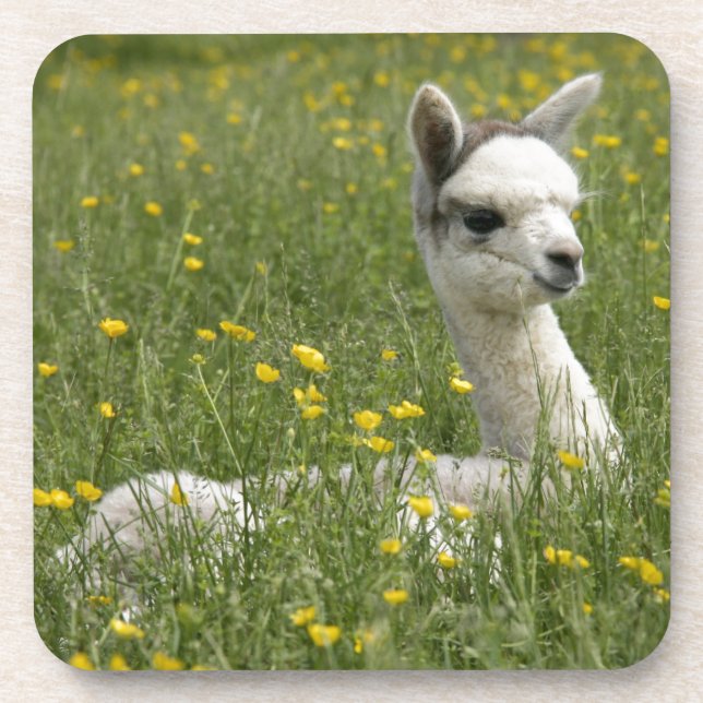 Cria in den Butterblumeen Untersetzer (Vorderseite)