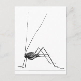 Cricket Postkarte