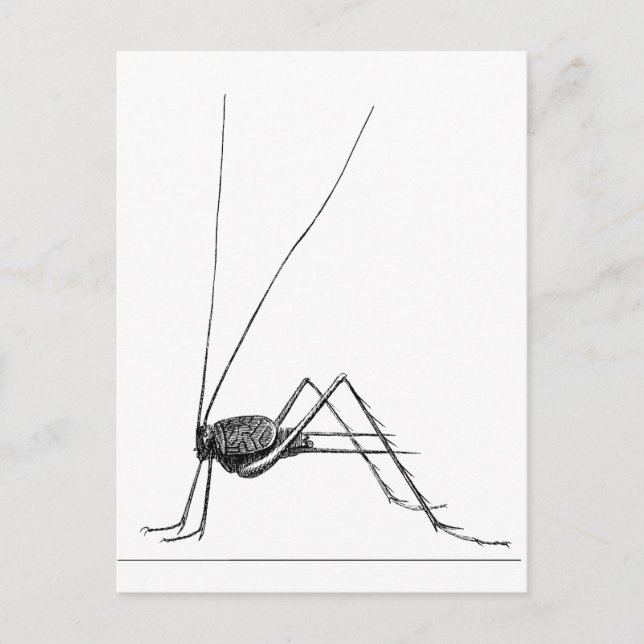 Cricket Postkarte (Vorderseite)