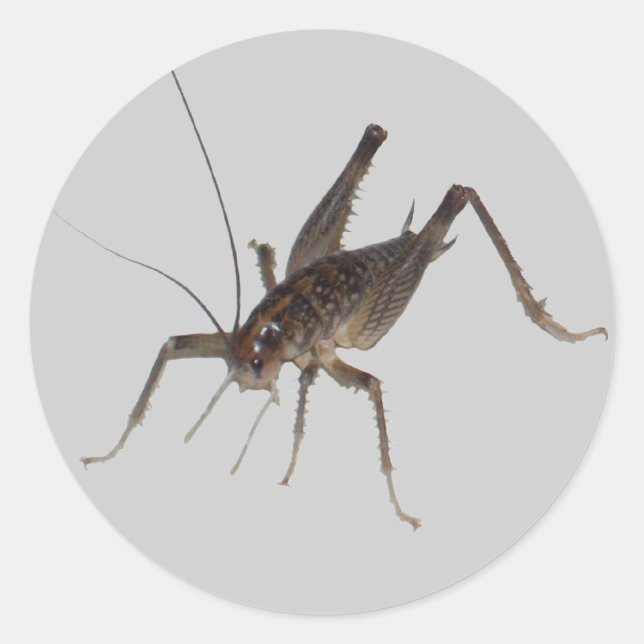 Cricket Sticker (Vorderseite)