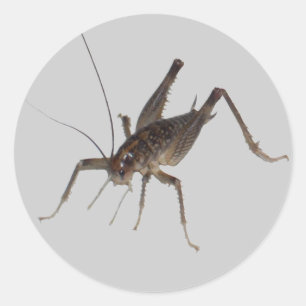 Cricket Sticker