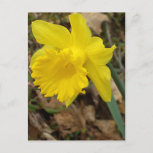 CricketDiane Yellow Spring Jonquils Blume Designs Postkarte