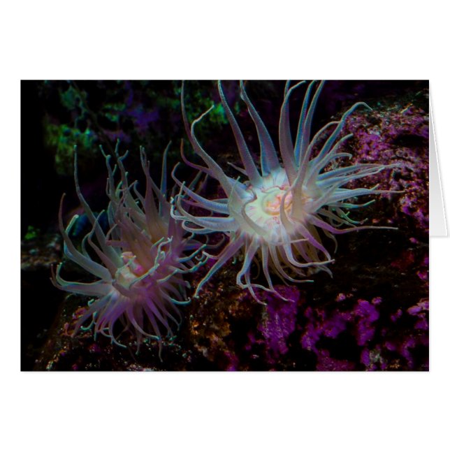 Crimson Anemone (Vorderseite (Horizontal))