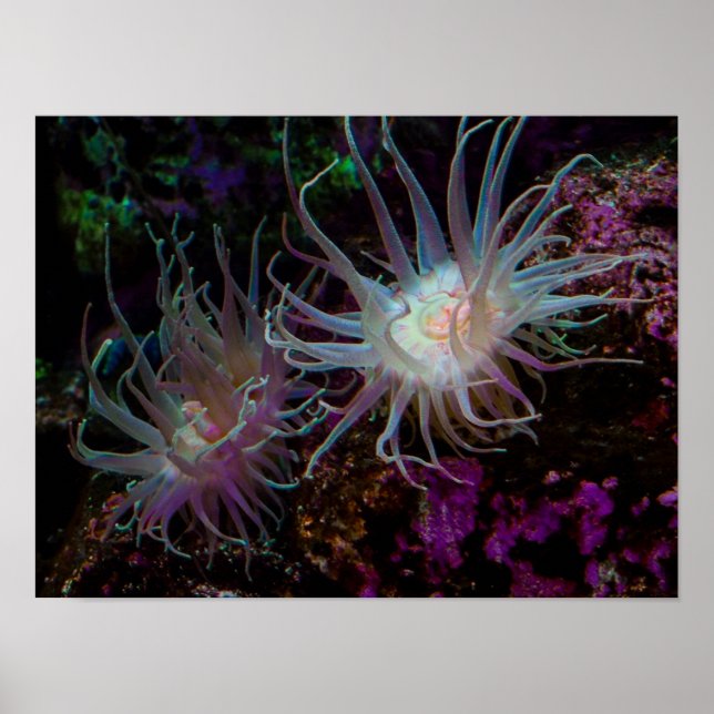 Crimson Anemone Poster (Vorne)