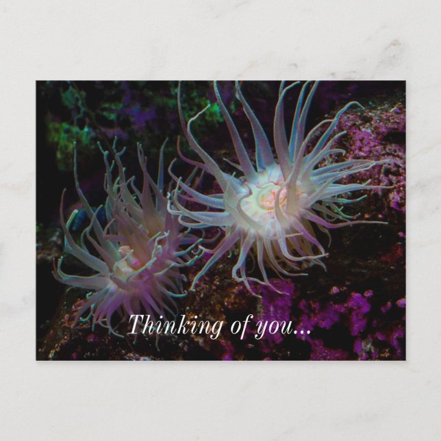 Crimson Anemone Postkarte (Vorderseite)