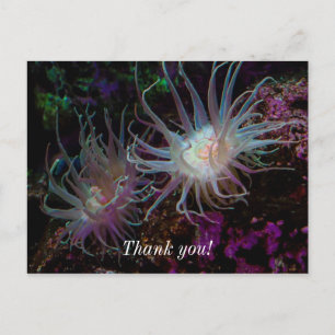 Crimson Anemone Postkarte