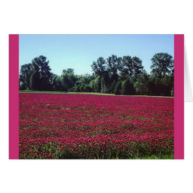 Crimson Clover Field (Vorderseite (Horizontal))