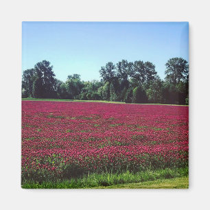 Crimson Clover Field, Oregon Magnet