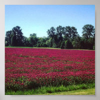 Crimson Clover Field