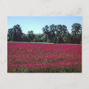 Crimson Clover Field Postkarte