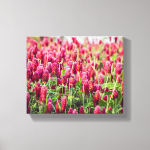 Crimson Clover Field-Wildblumen Leinwanddruck