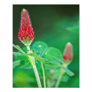 Crimson Clover Pair Foto Print