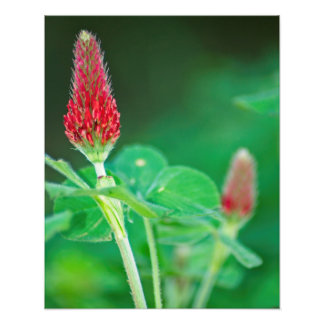 Crimson Clover Pair Foto Print