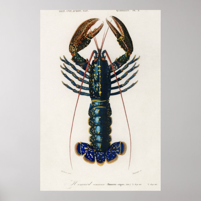 Crimson Crawfish Poster (Vorne)