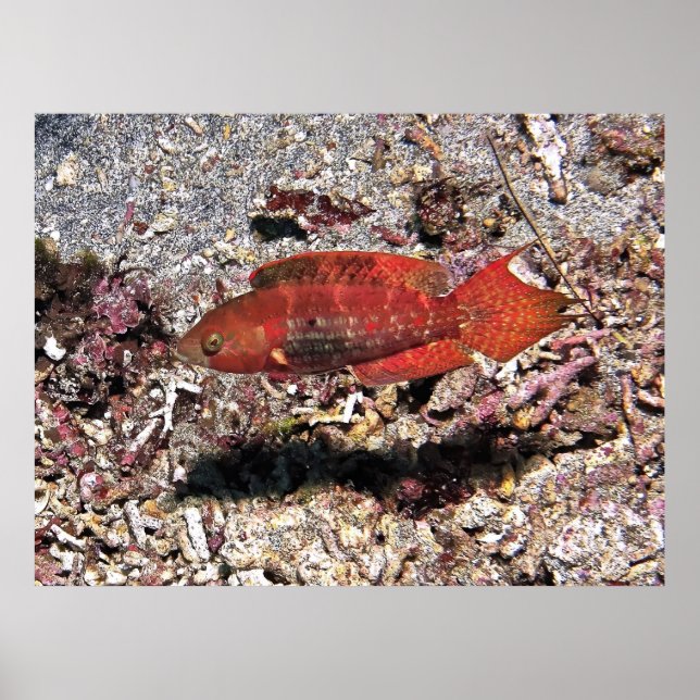 Crimson Fish Poster (Vorne)