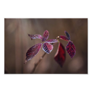 Crimson — fotodruck