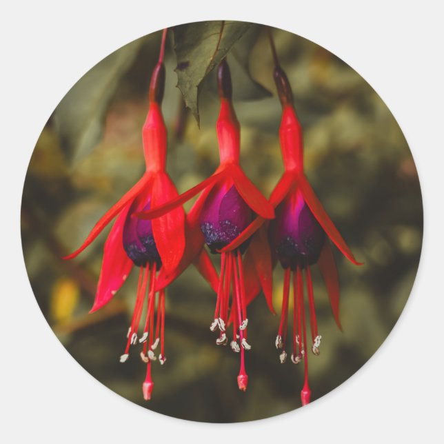 Crimson Fuchsia Trio Stickers (Vorderseite)