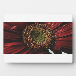 Crimson Gerbera Macro Fotoplatte