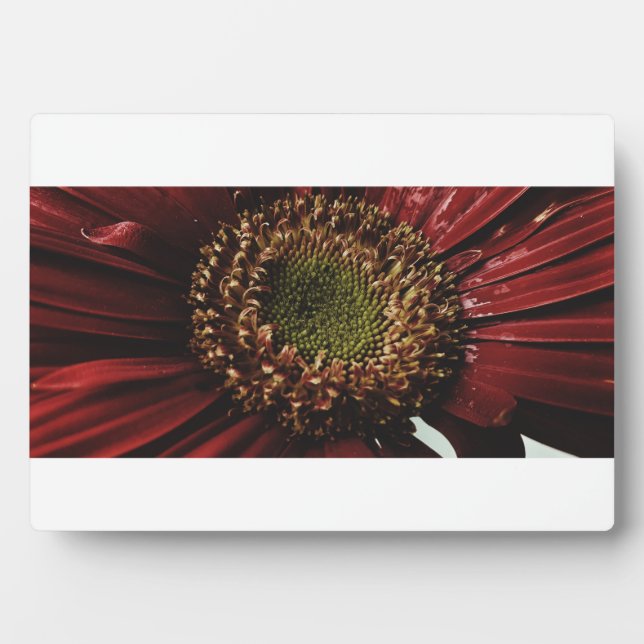 Crimson Gerbera Macro Fotoplatte (Vorderseite)