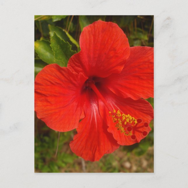 Crimson Hibiskus Glow Postkarte (Vorderseite)