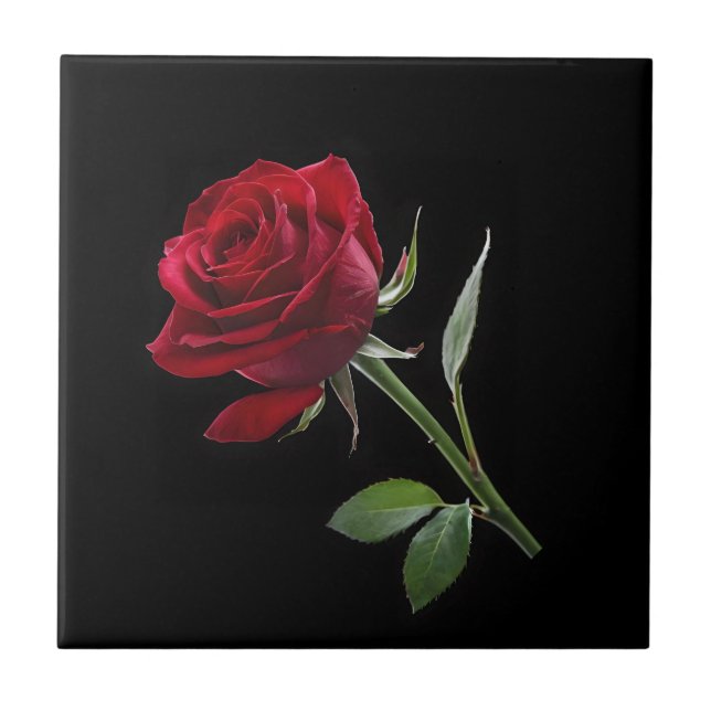 Crimson on Ebony: Die Single-Rote Rose, Fliese (Vorderseite)